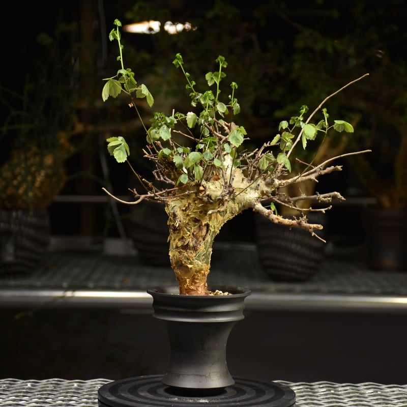 Commiphora Cyclophylla コミフォラ シクロフィラ 発根済現地株