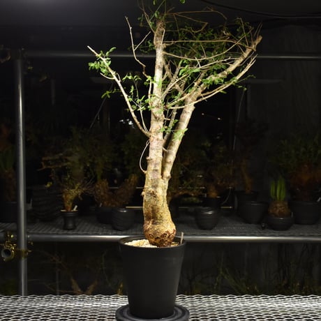 Commiphora humbertii コミフォラ フンベルティ 発根済現地株 I8 送料着払にて発送