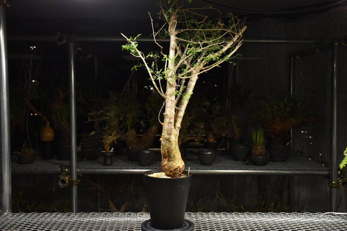 Commiphora humbertii コミフォラ フンベルティ 発根済現地株 I8 送料着
