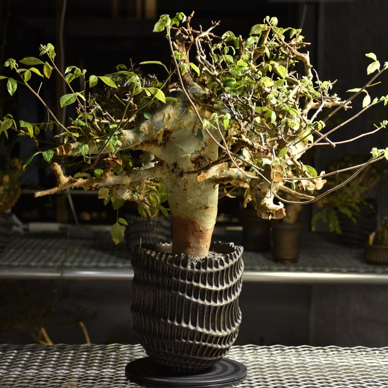 コミフォラ ホルトジアナ Commiphora holtziana コミフォラ ホルトジアナ 発根済現地株 B4