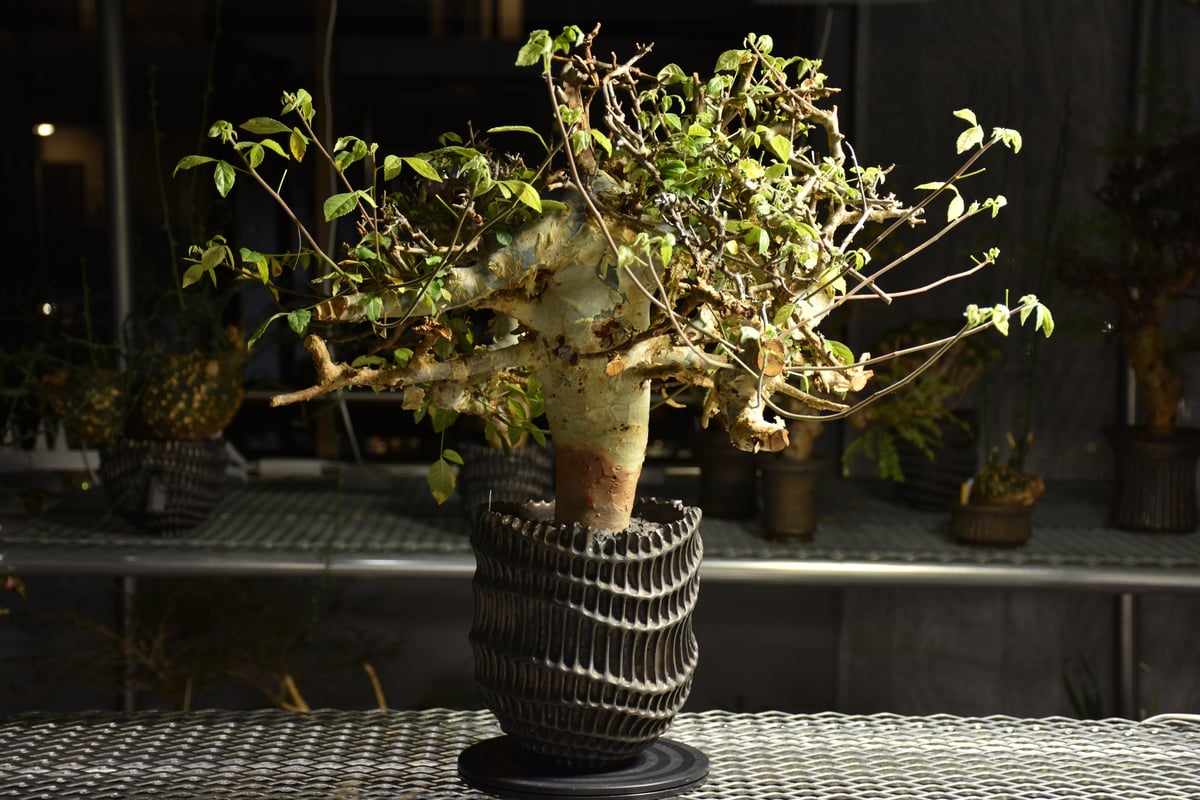 Commiphora holtziana コミフォラ ホルトジアナ 発根済現地株 B4 | B