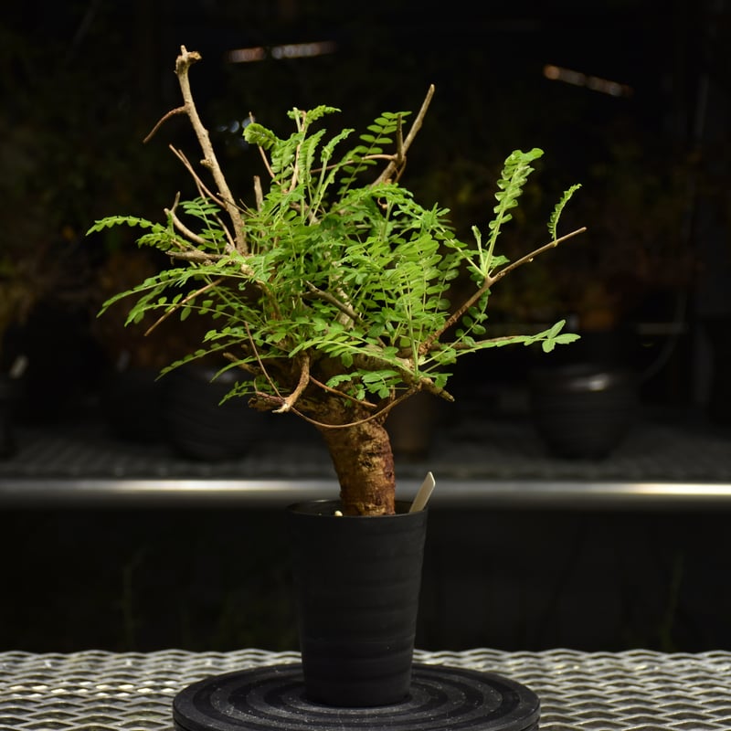 Boswellia neglecta ボスウェリア ネグレクタ 発根済現地株 H10 | BO