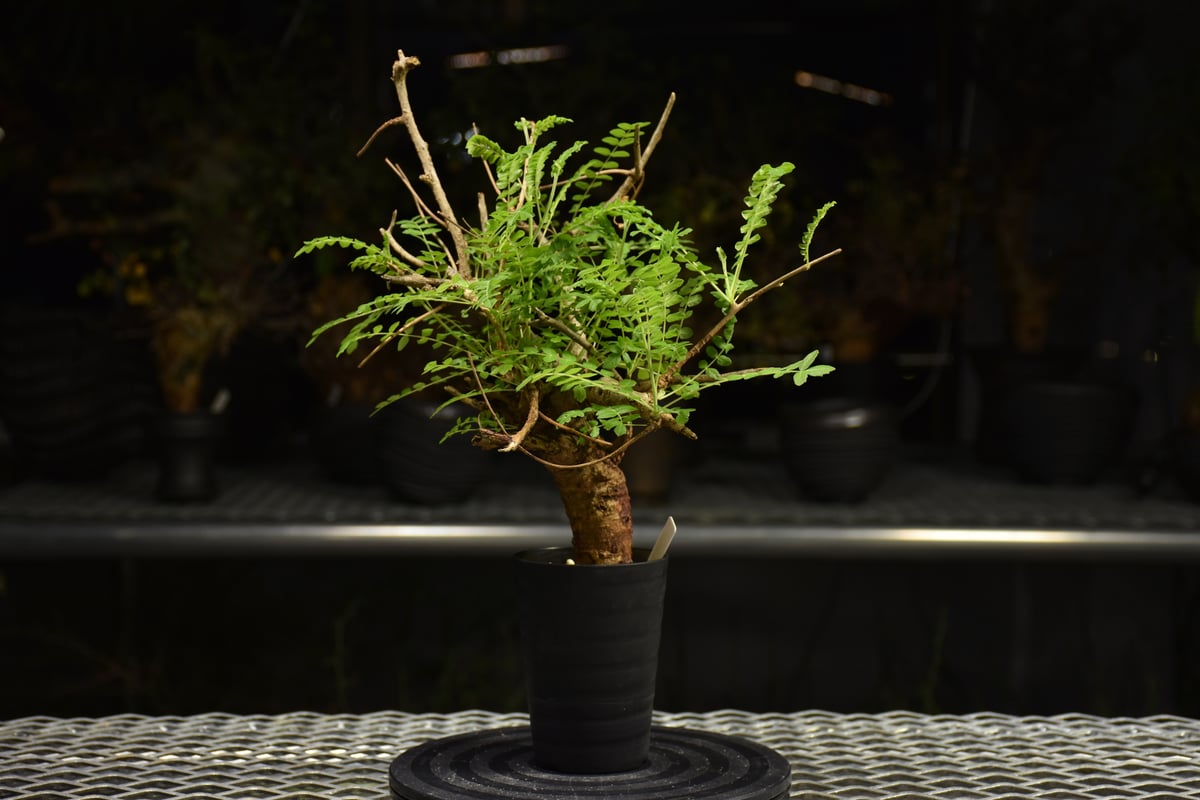 Boswellia neglecta ボスウェリア ネグレクタ 発根済現地株 H10 | BO