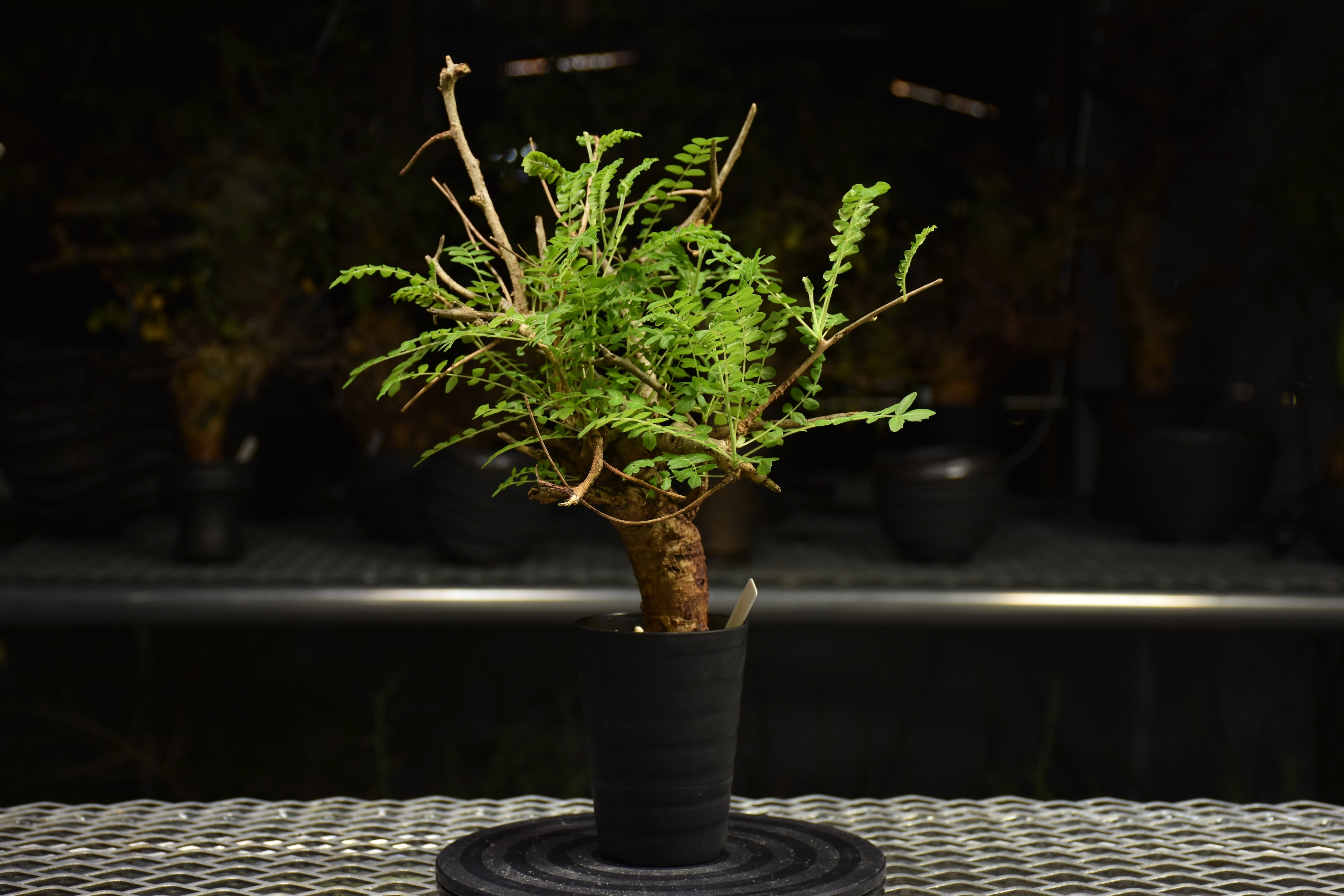 Boswellia neglecta ボスウェリア ネグレクタ 発根済現地株 H10 | BO