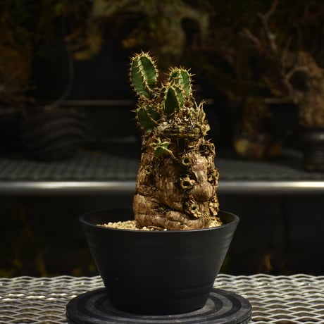 ムランジーナ | STORES