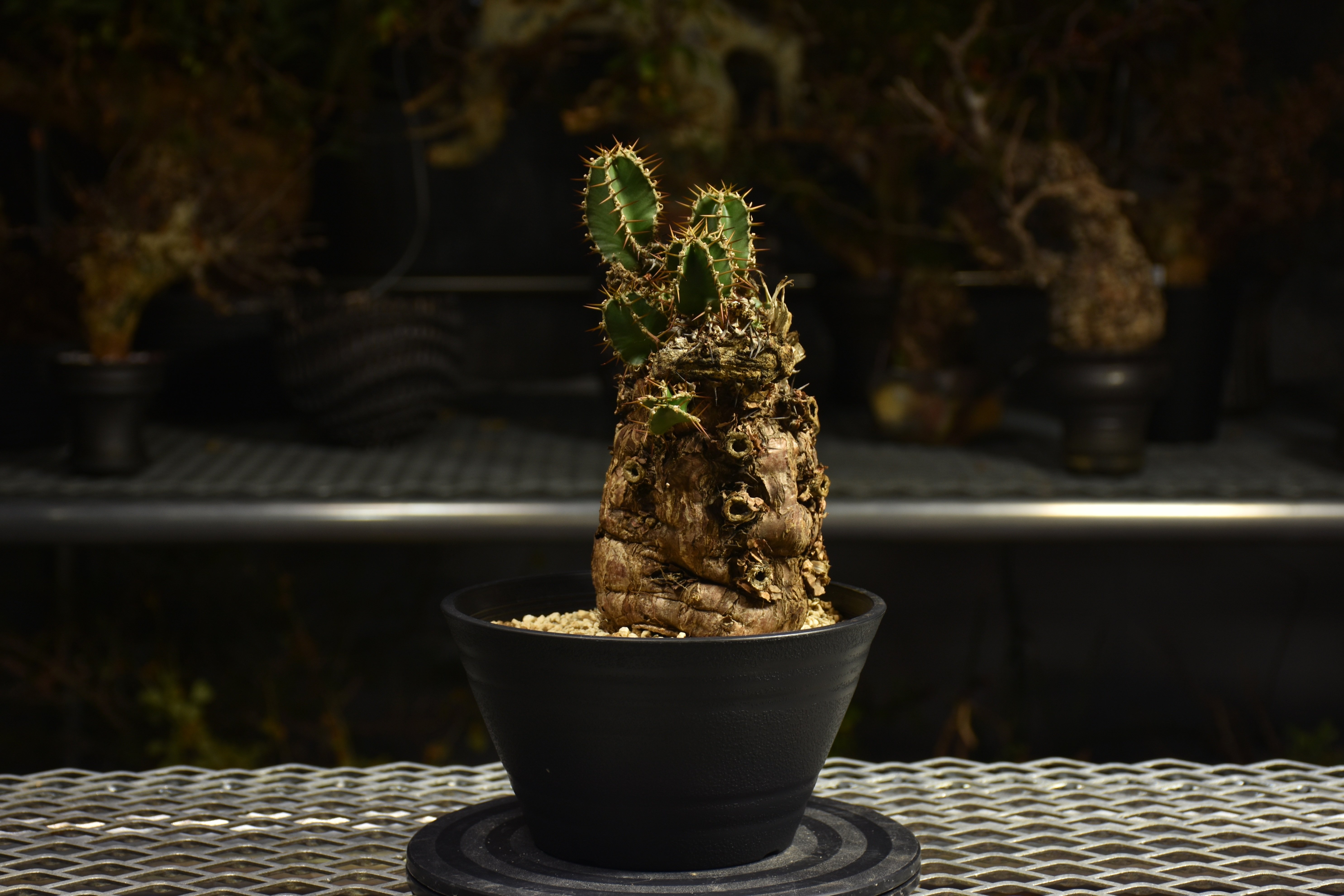 Euphorbia mlanjeana ユーフォルビア ムランジーナ 発根済現地株 I46 |