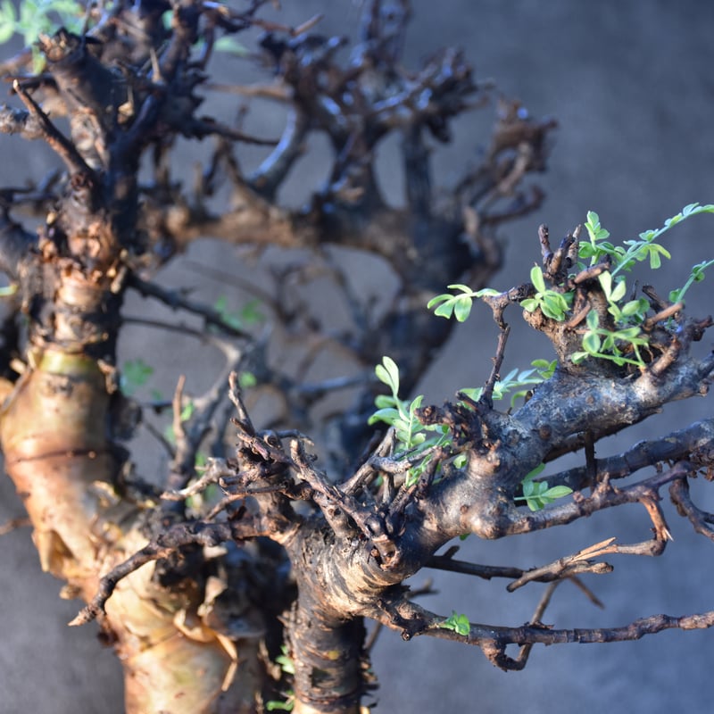 Commiphora pinnate leaves コミフォラ ピンネイトリーブス 発根済現地