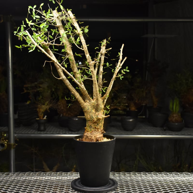 Commiphora humbertii コミフォラ フンベルティ 発根済現地株 I7 送料着