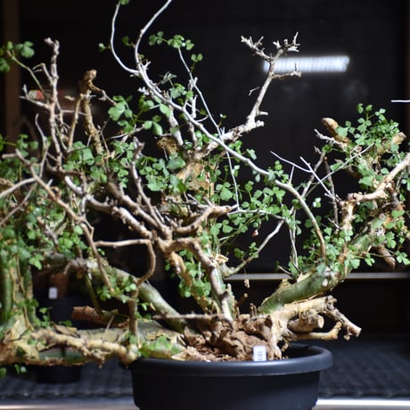 Commiphora campestris var. campestris コミフォラ カンペストリス 発根済現地株 B9