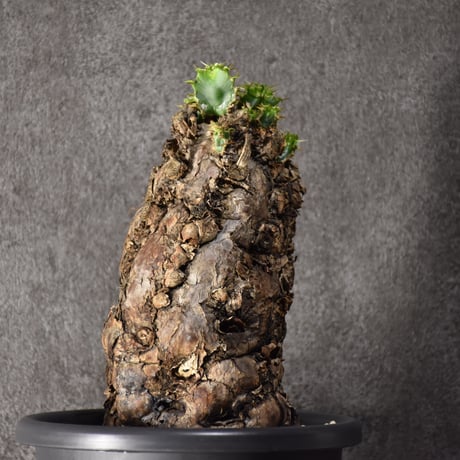 Euphorbia mlanjeana　ユーフォルビア ムランジーナ 発根済現地株 #9
