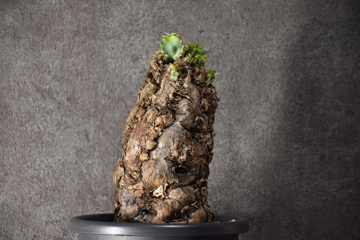 ムランジーナ発根済みです！ ユーフォルビア ムランジーナ 【発根済み】HK2402407 (T