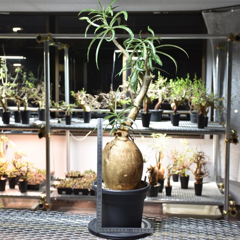 アデニウム　ソマレンセ　現地株　発根済　開花履歴あり Adenium Somalense アデニウム ソマレンセ 発根済現地株 #5 | BONDEX