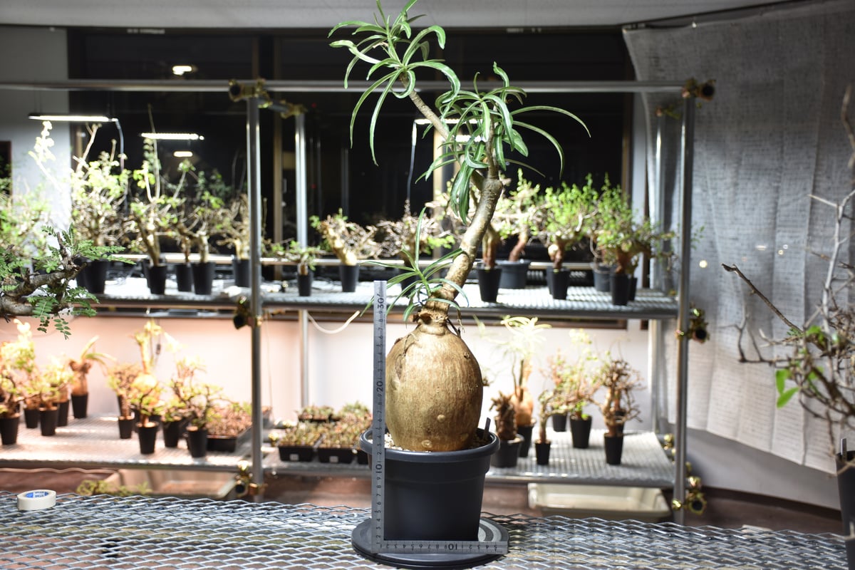 大株　発根済み　アデニウム　ソマレンセ　現地株　現地球 アデニウム ソマレンセ 【大株】（発根済み） RF22786 | RAFLUM