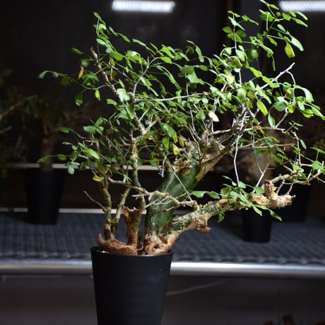 Commiphora campestris var. campestris コミフォラ カンペストリス 発根済現地株 B6