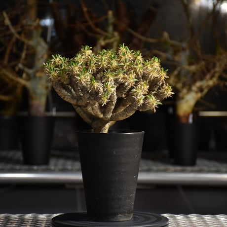 Euphorbia guillauminiana　ユーフォルビア ギラウミニアナ　発根済現地株 #5