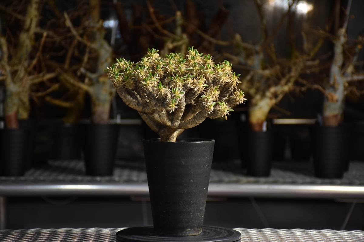 Euphorbia guillauminiana ユーフォルビア ギラウミニアナ 発根済現地株