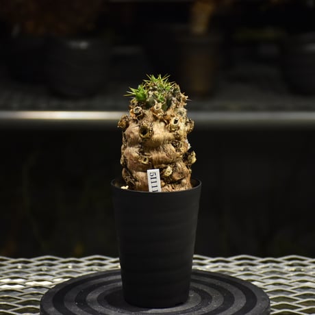 Euphorbia mlanjeana　ユーフォルビア ムランジーナ 発根済現地株 I31
