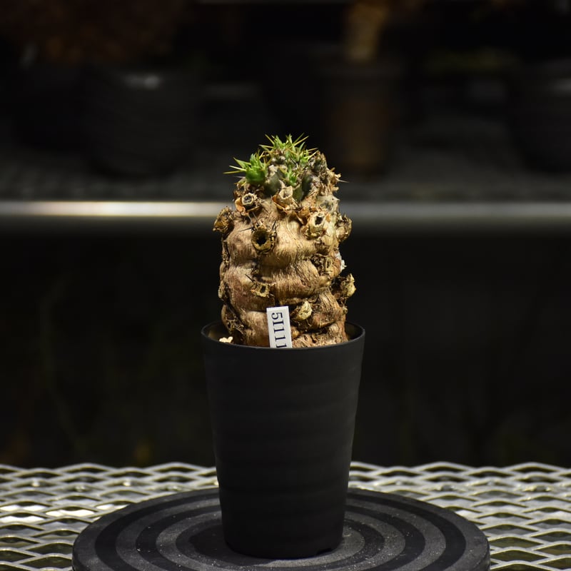 ユーフォルビア ムランジーナ 【チャレンジ株】 Euphorbia mlanjeana ユーフォルビア ムランジーナ 発根済現地株