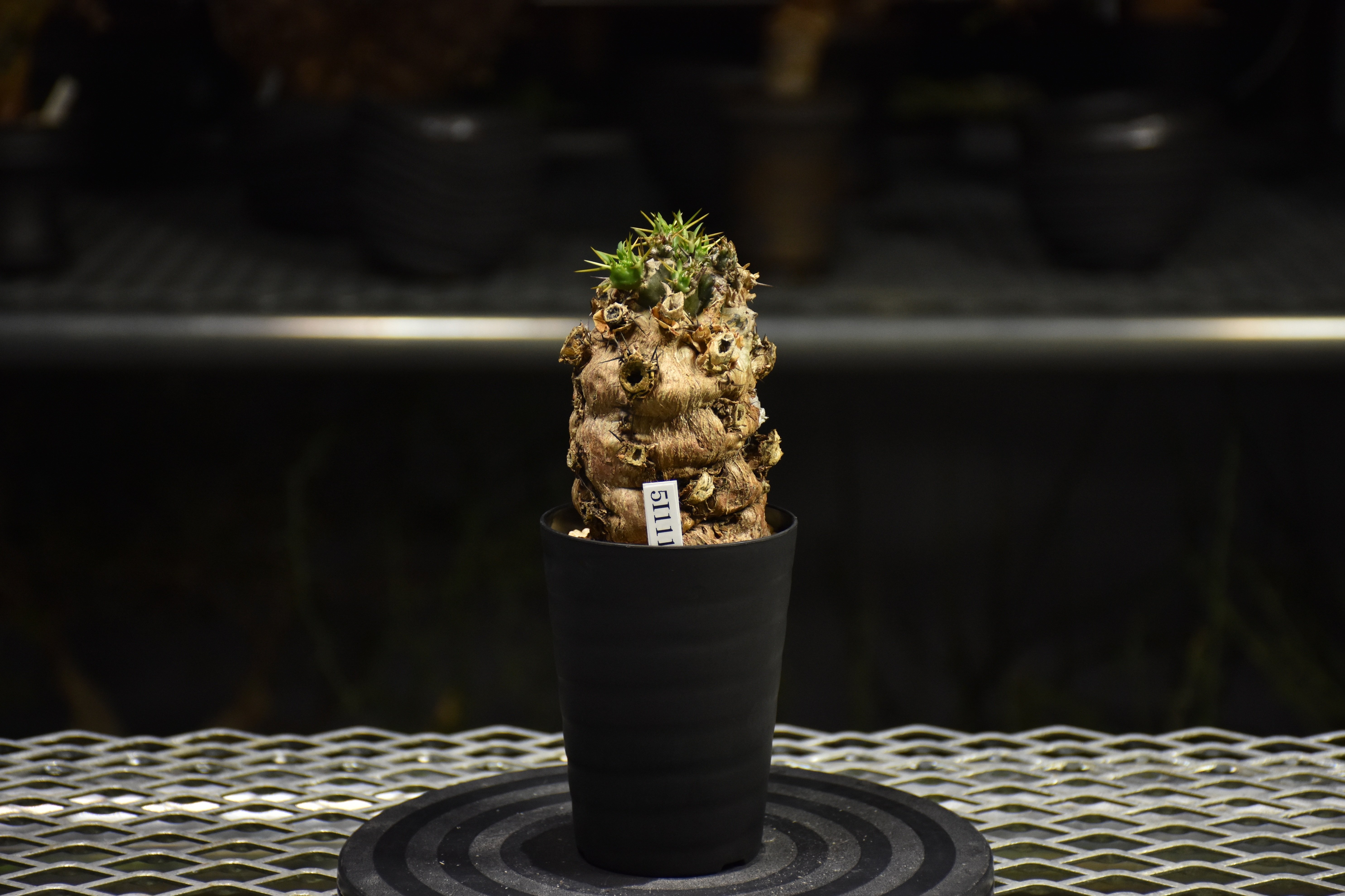 Euphorbia mlanjeana ユーフォルビア ムランジーナ 発根済現地株 I31 |