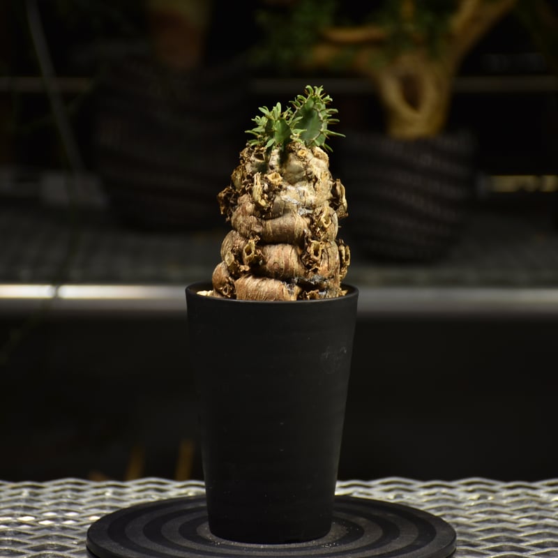 Euphorbia mlanjeana ユーフォルビア ムランジーナ 発根済現地株