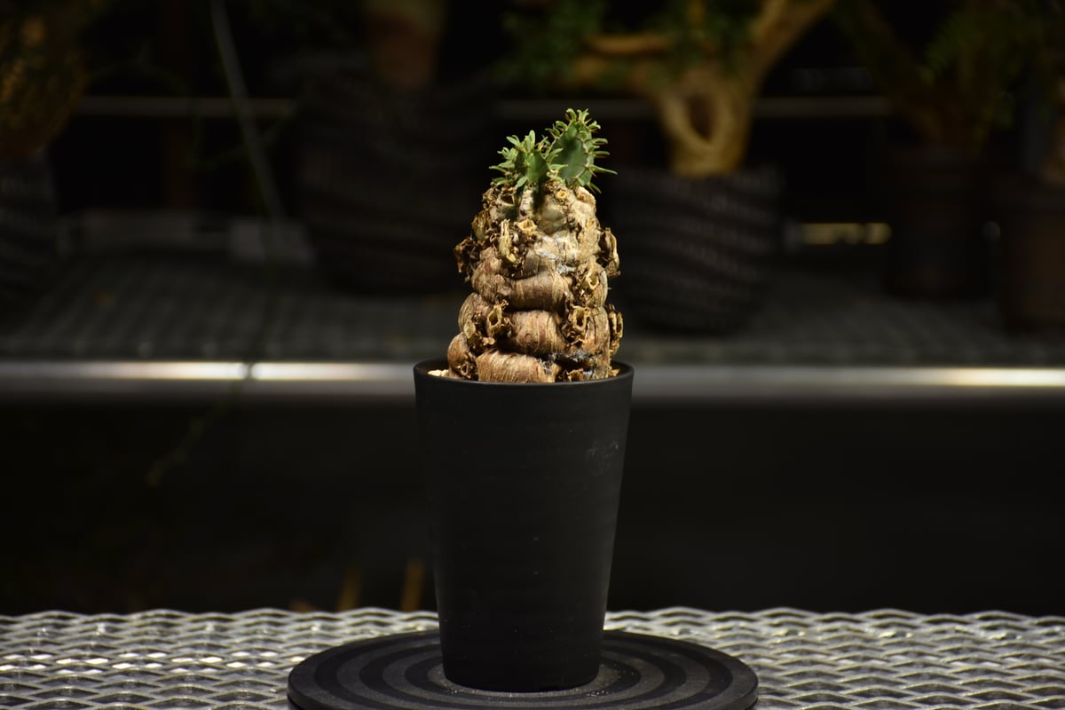 Euphorbia mlanjeana ユーフォルビア ムランジーナ 発根済現地株 E62 |