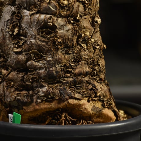 Euphorbia mlanjeana　ユーフォルビア ムランジーナ 発根済現地株 I42