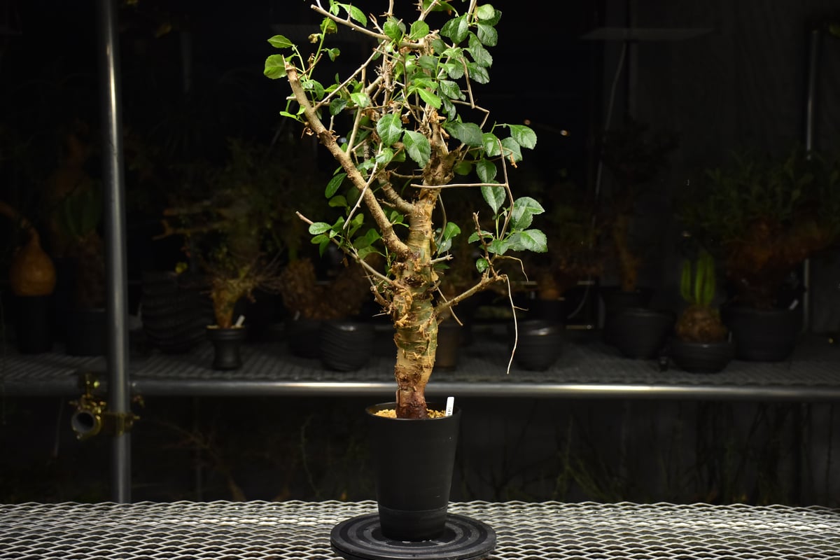 Commiphora habessinica コミフォラ ハベシニカ 発根済現地株 H7 | 