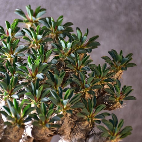 Euphorbia guillauminiana　ユーフォルビア ギラウミニアナ　発根済現地株 #3