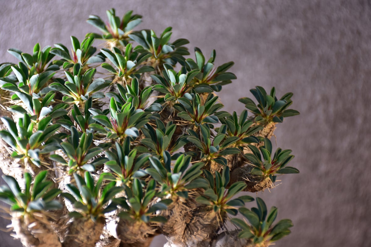 Euphorbia guillauminiana ユーフォルビア ギラウミニアナ 発根