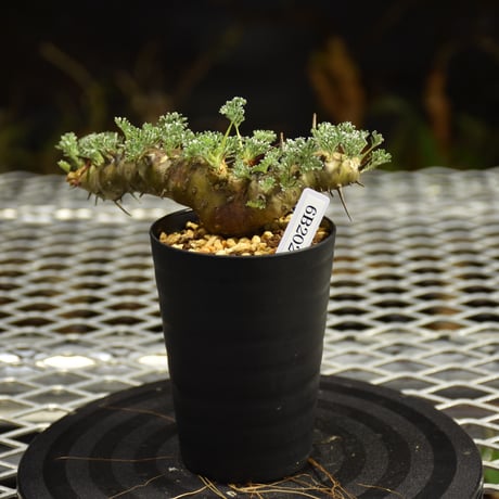 Monsonia herrei　モンソニア ヘレー　発根済現地株 6Bb7
