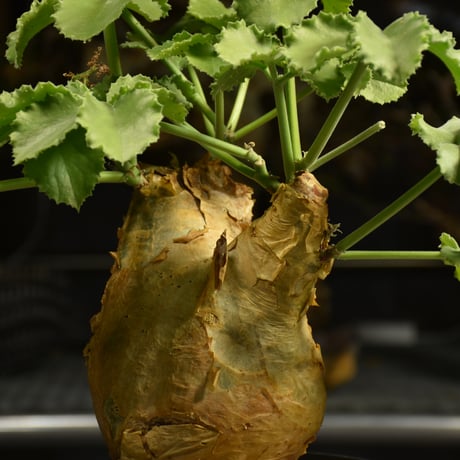 Cyphostemma uter var. macropus　キフォステンマ ウター マクロプス 発根済現地株 I23