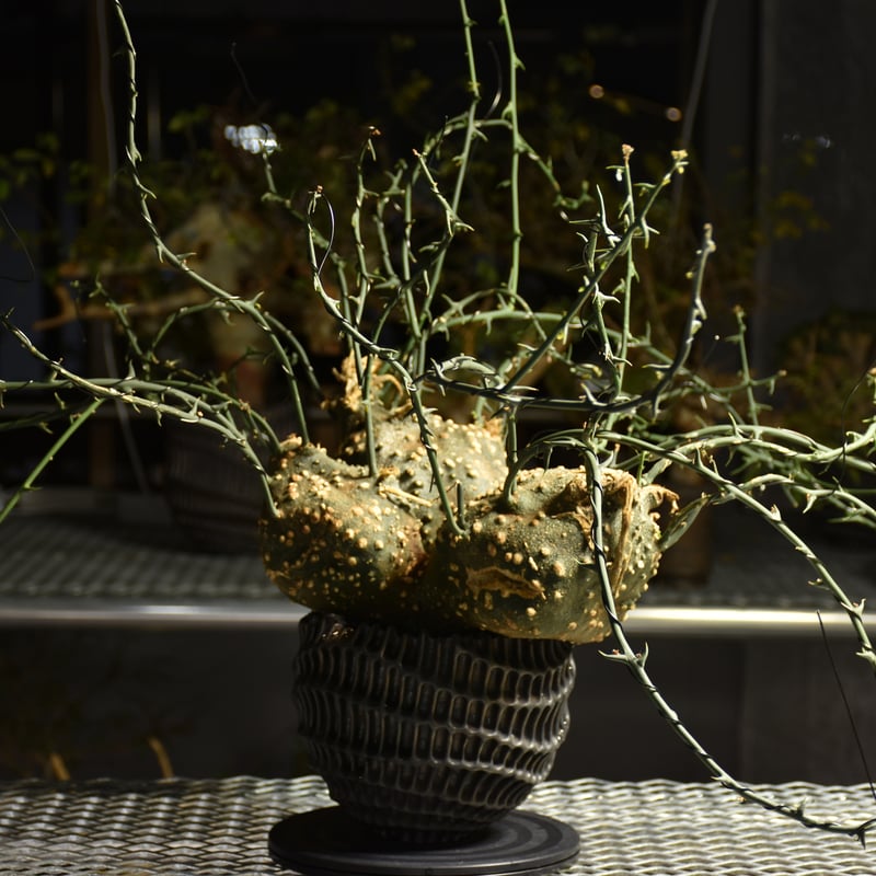 Adenia grobosa アデニア グロボーサ 発根済現地株 D31 | BONDEX