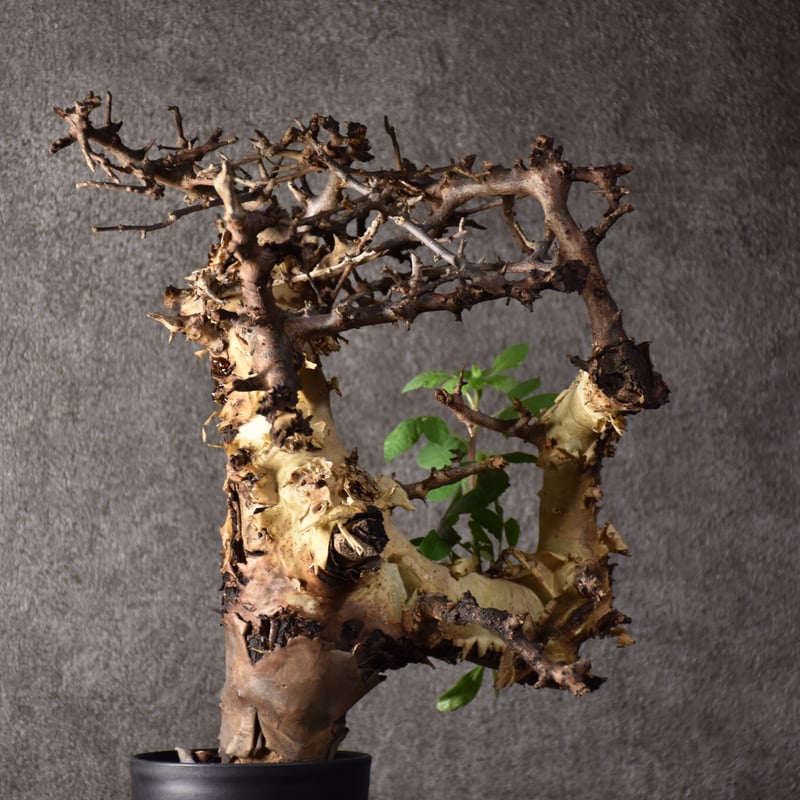 Commiphora kataf var.turkanensis コミフォラ カタフ ターカネ