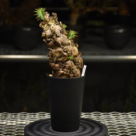 Euphorbia mlanjeana　ユーフォルビア ムランジーナ 発根済現地株 I37