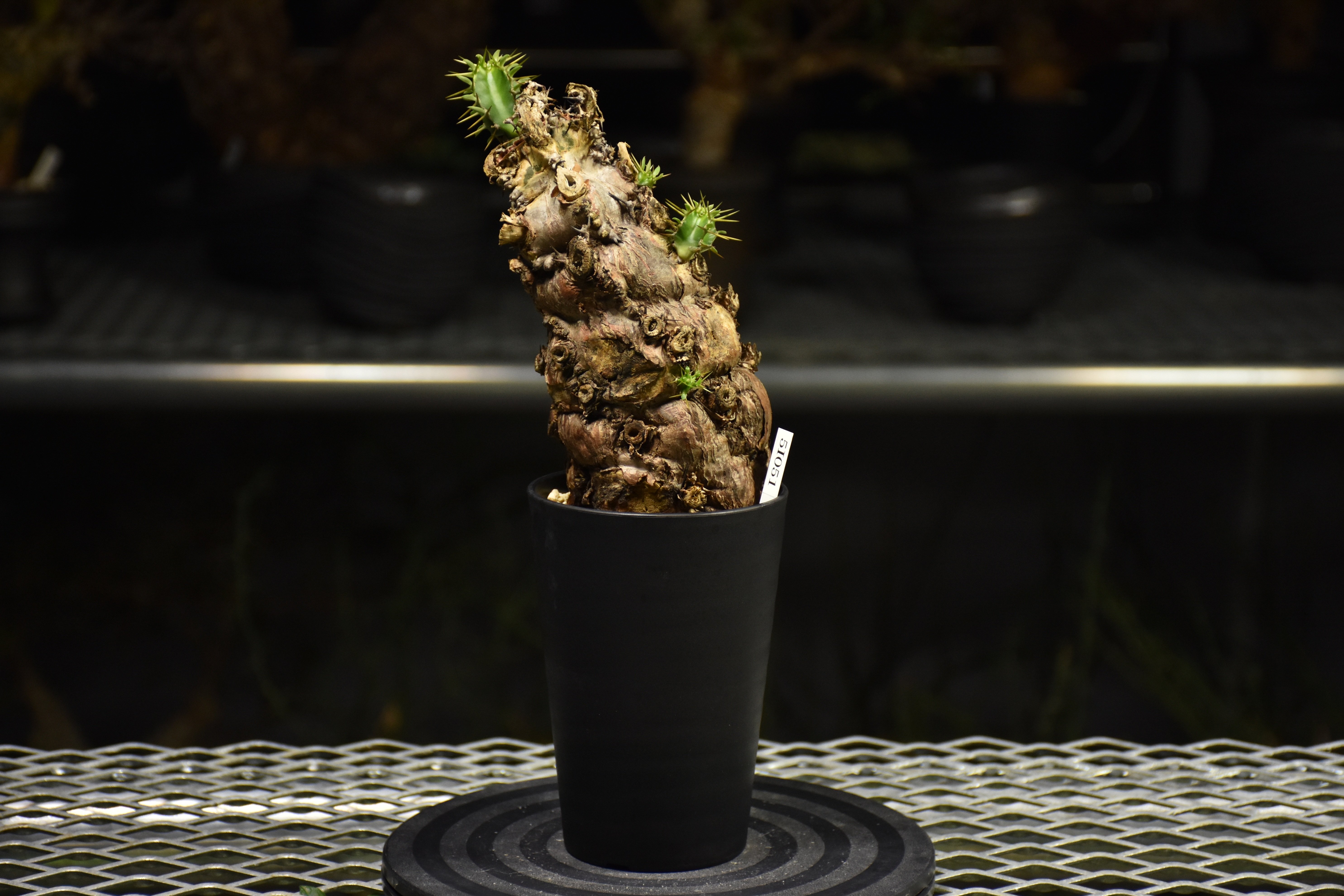 Euphorbia mlanjeana ユーフォルビア ムランジーナ 発根済現地株 I37 |