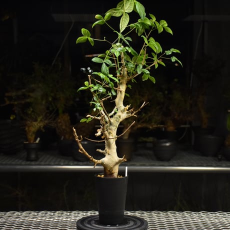 Commiphora holtziana コミフォラ ホルトジアナ 発根済現地株 H24