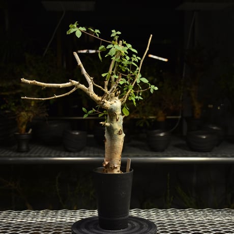 Commiphora holtziana コミフォラ ホルトジアナ 発根済現地株 H17