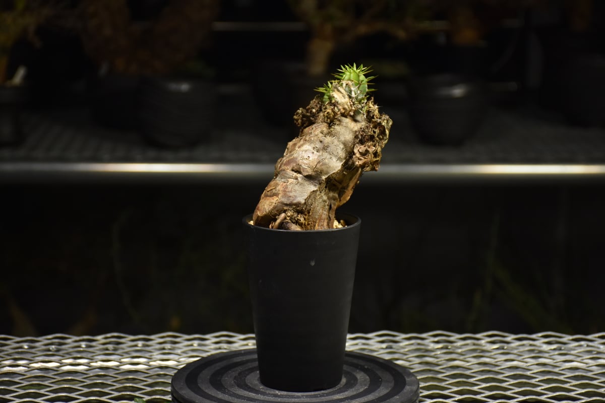 Euphorbia mlanjeana ユーフォルビア ムランジーナ 発根済現地株 I38 |