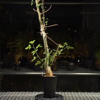 Commiphora holtziana コミフォラ ホルトジアナ 発根済現地株 #8 | B