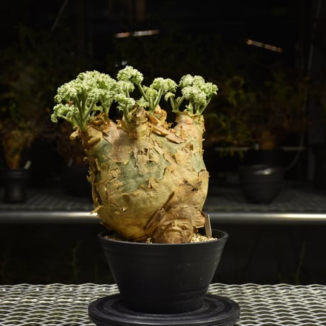 Cyphostemma uter var. macropus　キフォステンマ ウター マクロプス 発根済現地株 H2