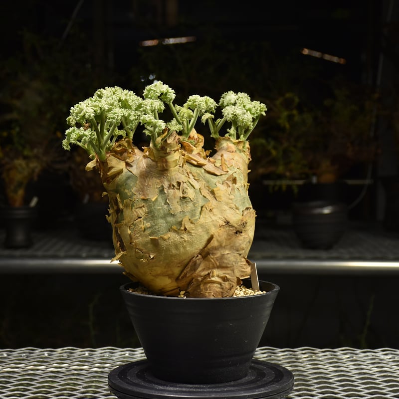 サマーセール！ 特大 扁平株 キフォステンマ ウター マクロプス 発根済 現地球 サマーセール！ 特大 扁平株 キフォステンマ ウター マクロプス