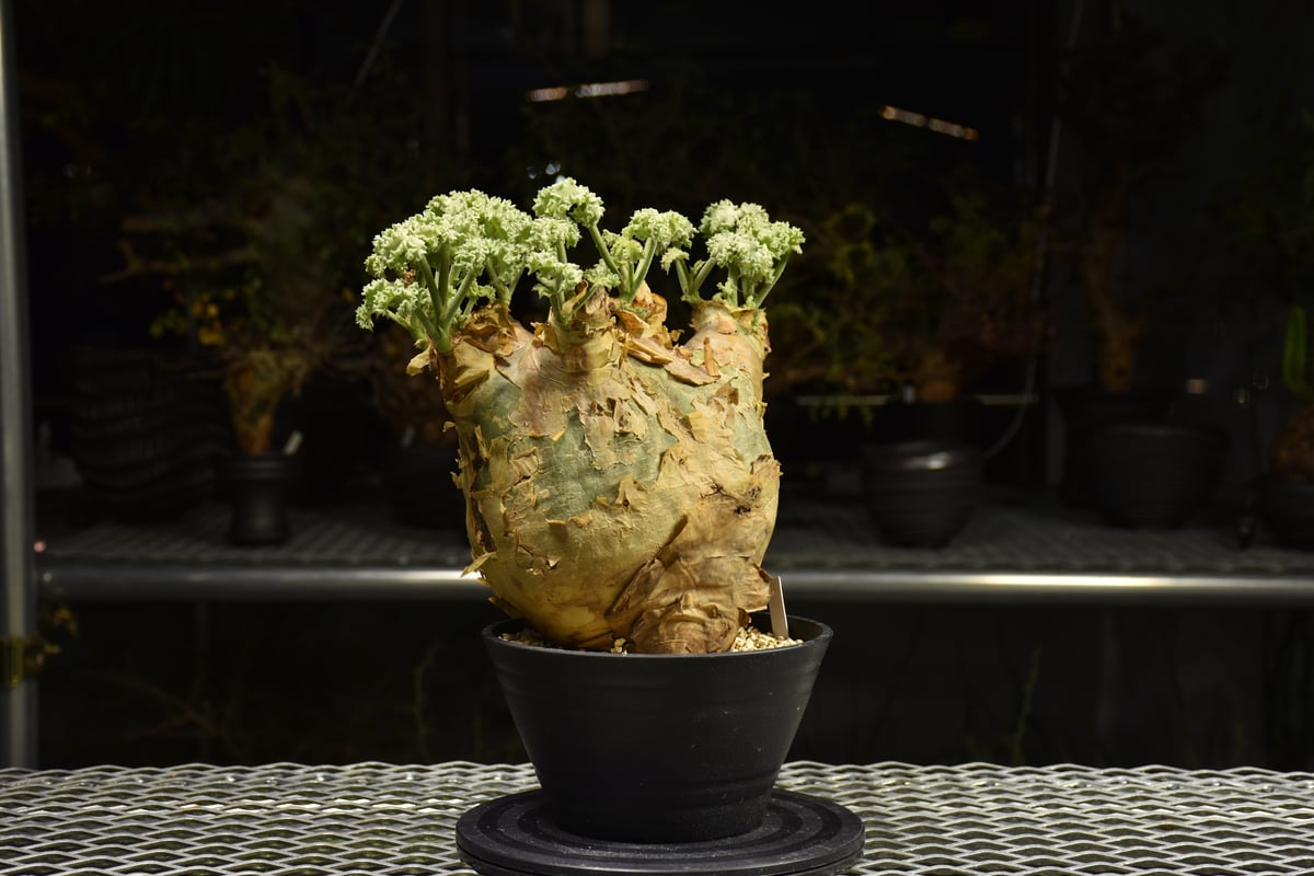 y*i様 キフォステンマ ウター マクロプス Cyphostemma macro Cyphostemma uter var. macropus