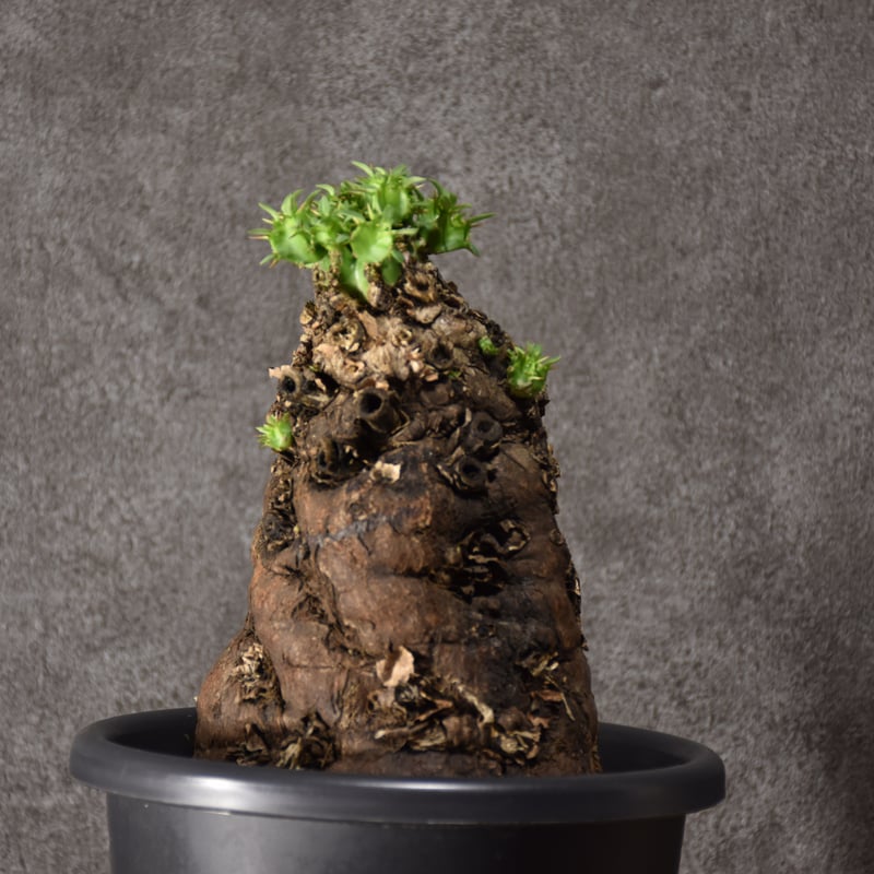 ユーフォルビア　ムランジーナ　発根済　大株
60㎝ 現品限り】ユーフォルビア・ムランジーナ 現地株 発根済み 長期