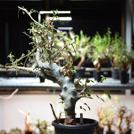 Commiphora holtziana コミフォラ ホルトジアナ 発根済現地株 #4