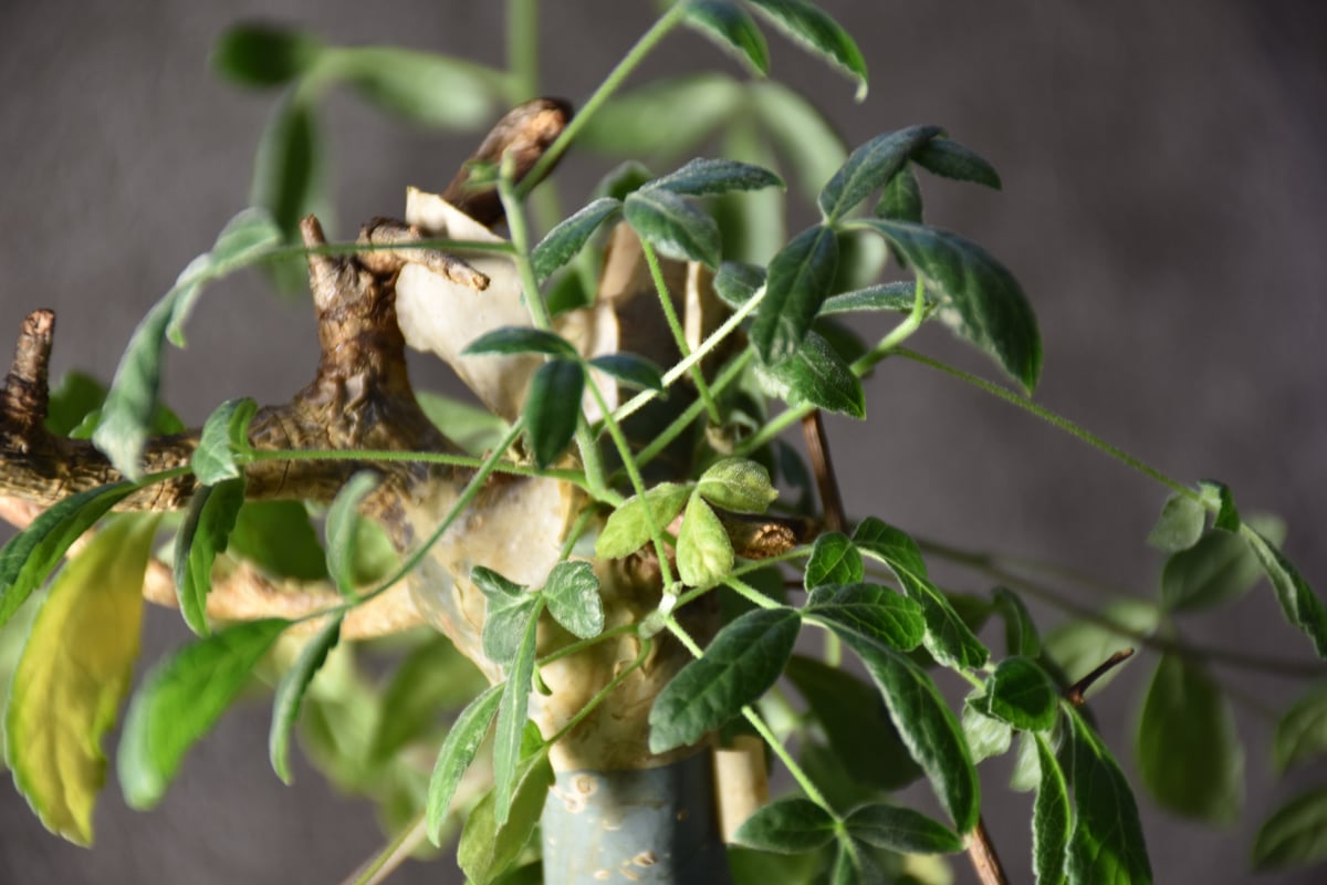 Commiphora holtziana コミフォラ ホルトジアナ 発根済現地株 #1