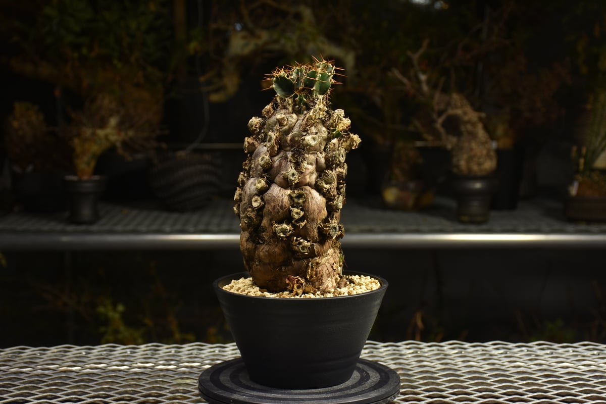 Euphorbia mlanjeana ユーフォルビア ムランジーナ 発根済現地株 I49 |