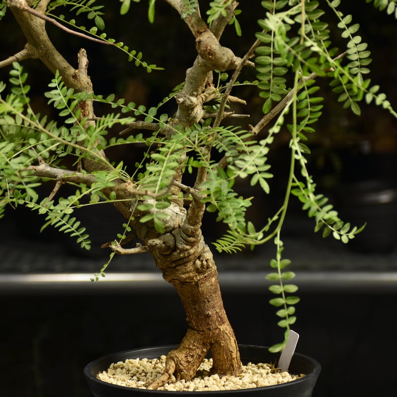 ボスウェリア　ネグレクタ　現地球 ボスウェリア ネグレクタ 【現地球/発根済み】HK2409038 | RAFLUM