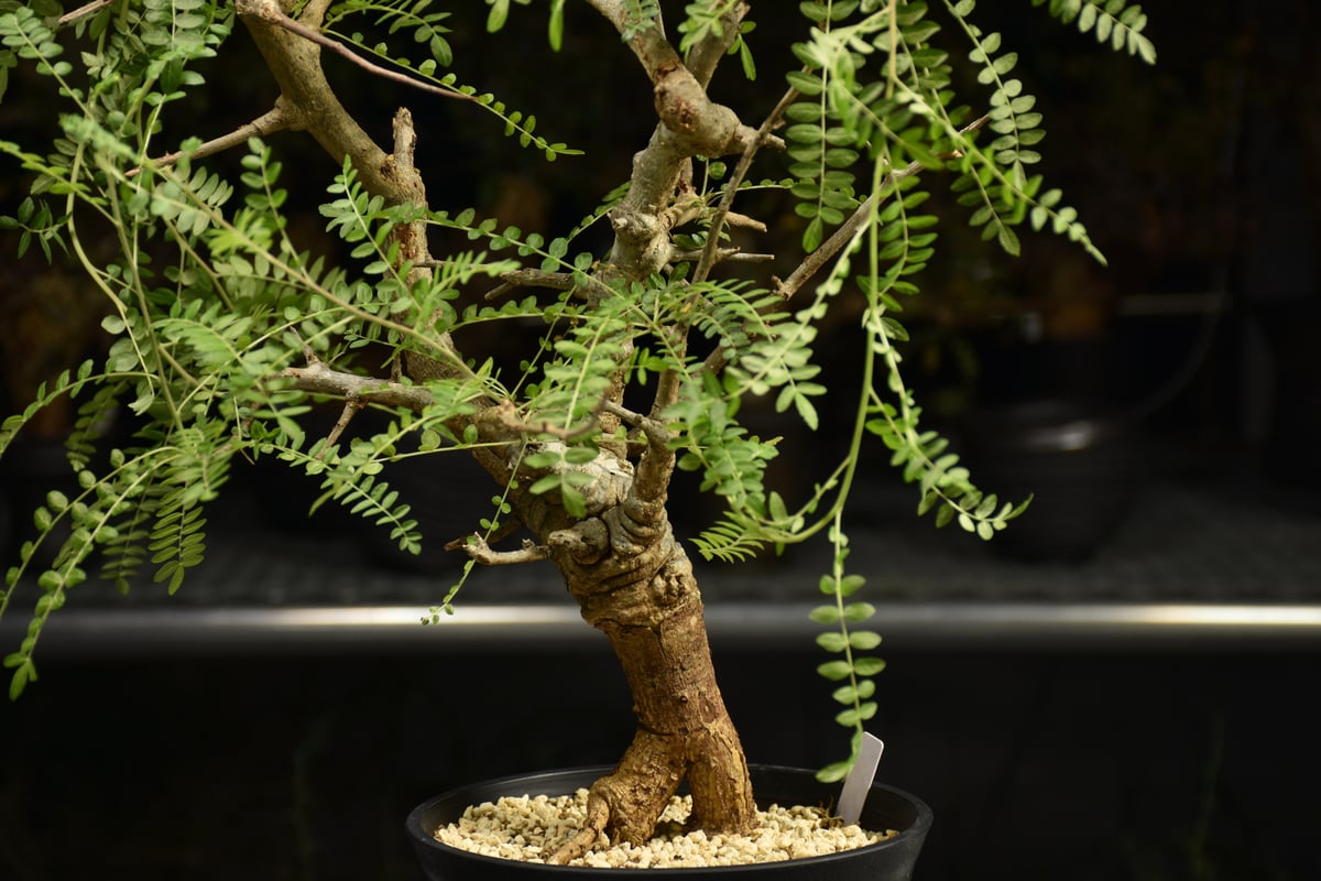 Boswellia neglecta ボスウェリア ネグレクタ 発根済現地株 H15 | BO