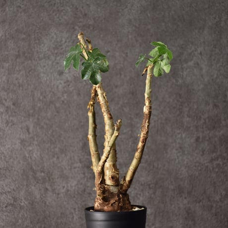 Jatropha spicata ヤトロファ スピカータ 発根済現地株 #8