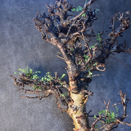 Commiphora pinnate leaves　コミフォラ ピンネイトリーブス　発根済現地株　#2